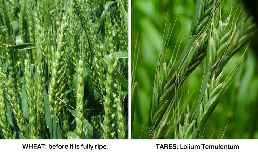 Wheat vs Tares
