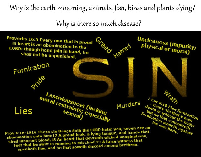 Sin Is Why